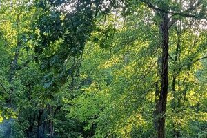 Arapaho RV Park: Canoe & Raft at Family Campground! | Your Ultimate Guide to Rafting Adventures, Gear & River Trips