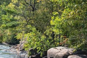 Thrilling Whitewater Rafting Wolf River Adventure Awaits! | Your Ultimate Guide to Rafting Adventures, Gear & River Trips