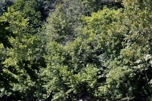 Plan Your Rafting Adventure: River Rafting Shenandoah Fun! | Your Ultimate Guide to Rafting Adventures, Gear & River Trips
