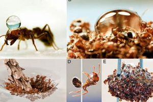 Amazing Ant Raft in Water: Survival Rafting Tips! | Your Ultimate Guide to Rafting Adventures, Gear & River Trips