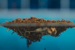 Ant Rafts: How Ants Survive in Water | [Guide] | Your Ultimate Guide to Rafting Adventures, Gear & River Trips
