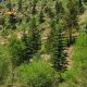 Vail Whitewater: Rafting Thrills Near Vail, CO Adventures | Your Ultimate Guide to Rafting Adventures, Gear & River Trips