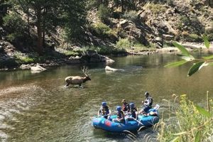 Your Salida Whitewater Rafting Adventure: Trips & Info | Your Ultimate Guide to Rafting Adventures, Gear & River Trips
